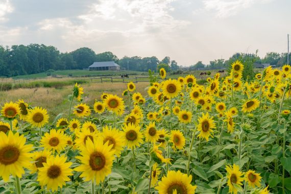 CSR-SummerCamp_August-2025_0436